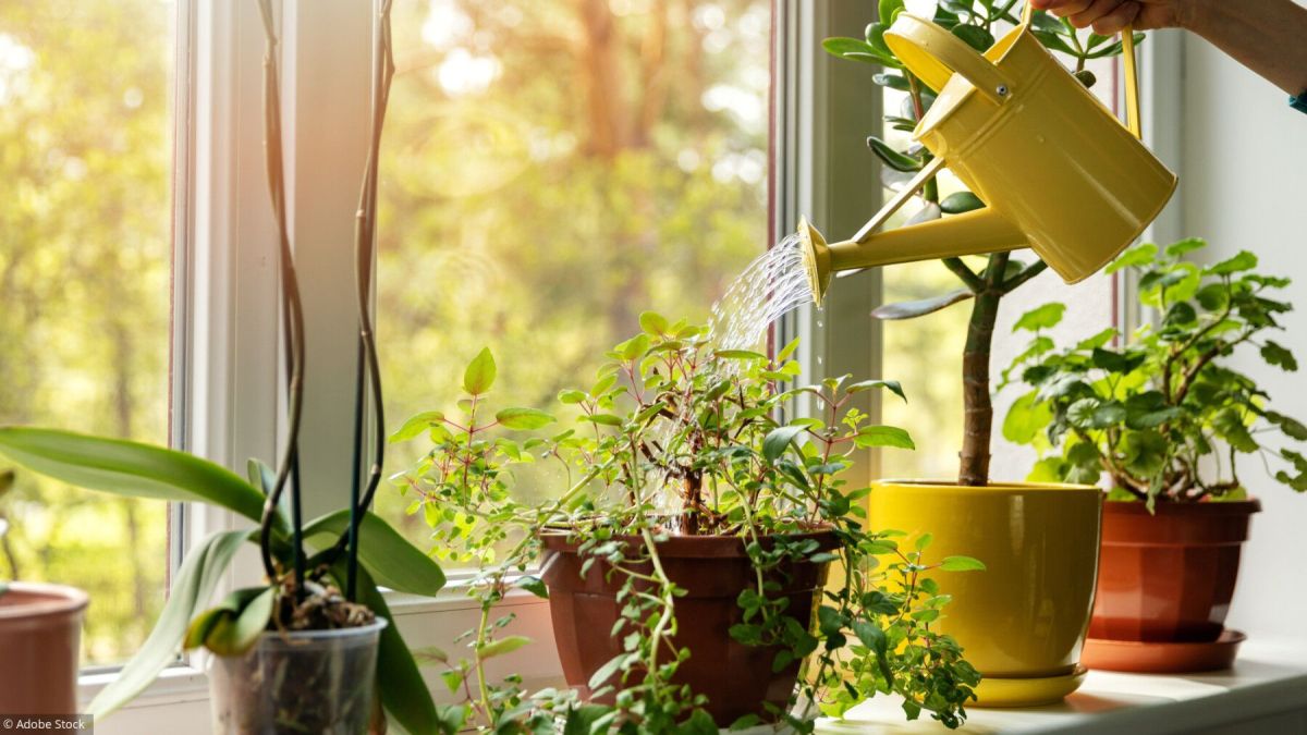 Quand et comment rempoter vos plantes d'intérieur ?