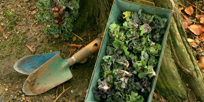 Chou Flower Sprout (Brassica 'Flower Sprout') ou Kalettes