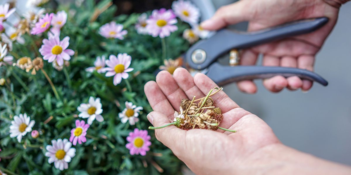 Récolte et conservation des graines de fleurs : guide pratique