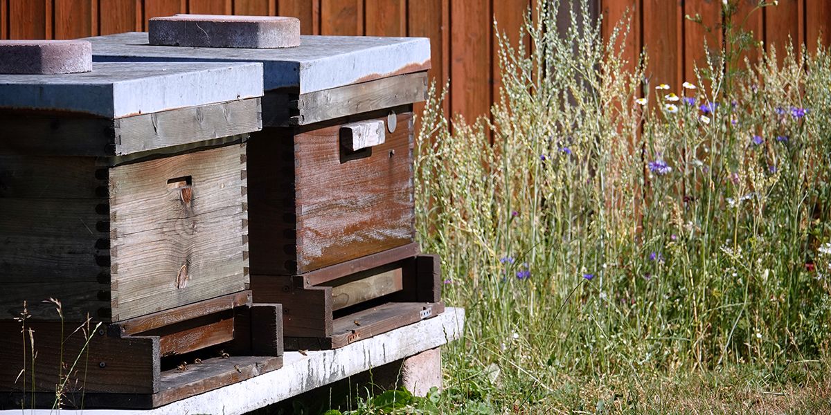 Quand les ruches du voisin deviennent un souci : que dit la législation ?