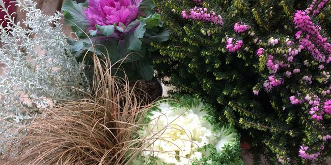 Colorer votre jardin avec des potées hivernales
