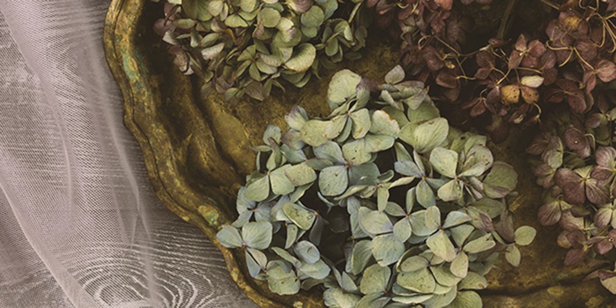 Quand et comment faire sécher des fleurs d'hortensia
