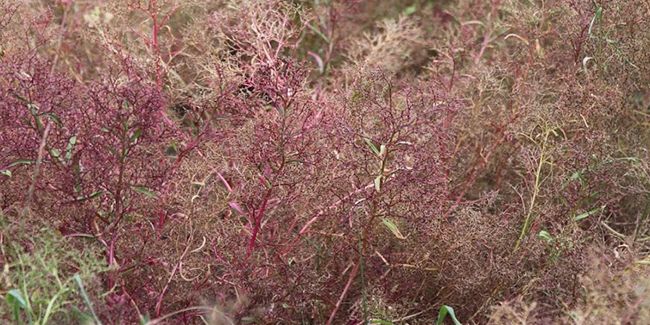 À la découverte de l'écume de mer, alliée des maquettistes
