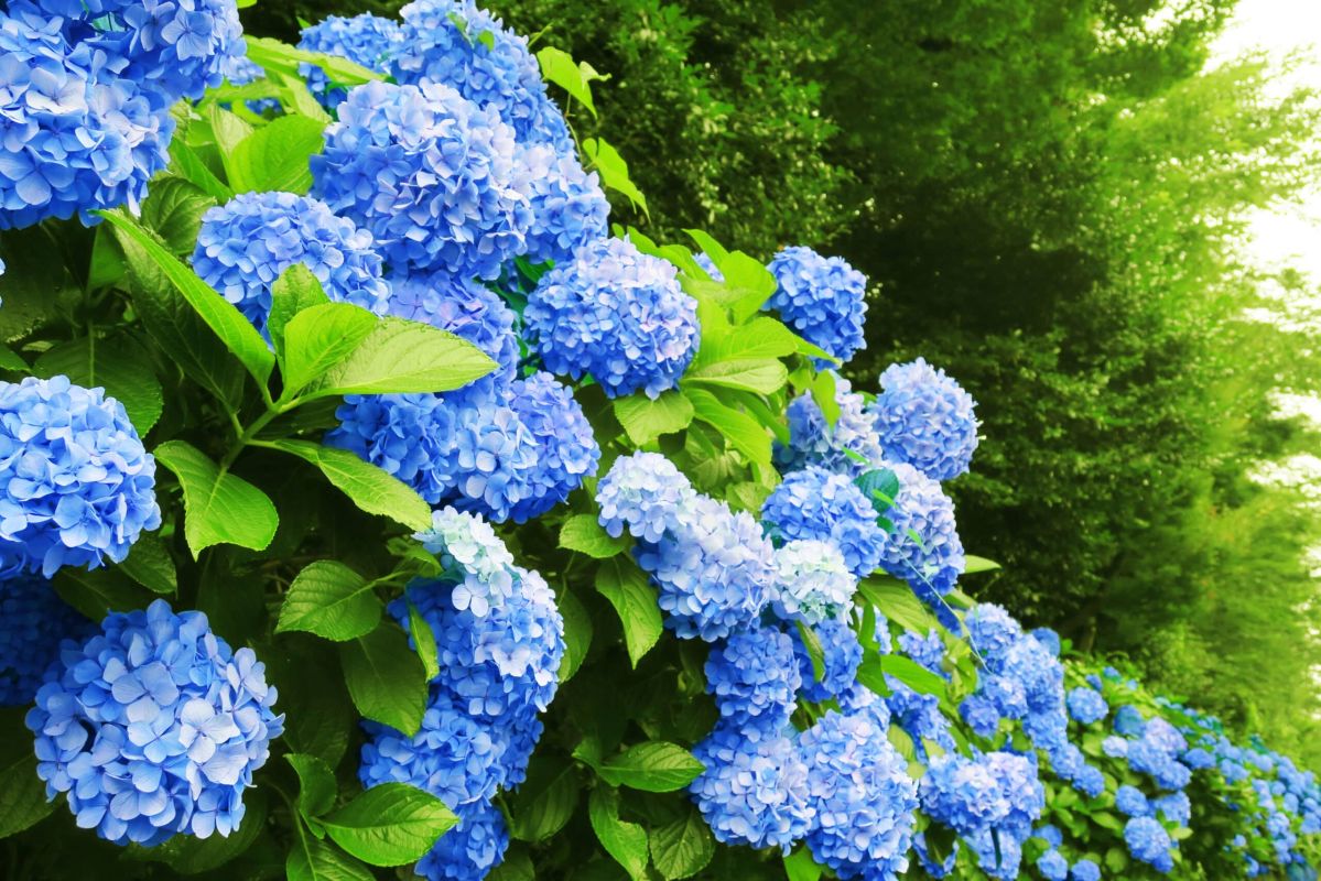 Découvrez l'astuce infaillible pour des hortensias bleus dans votre jardin