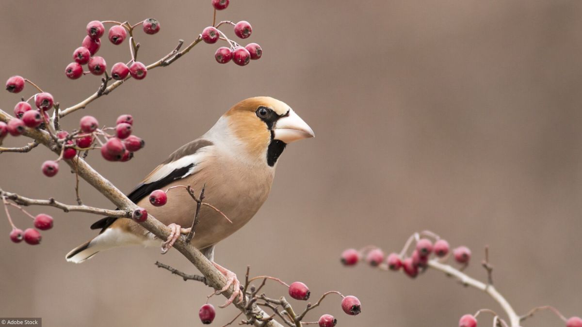 Défi : pouvez-vous identifier ces oiseaux de jardin ?