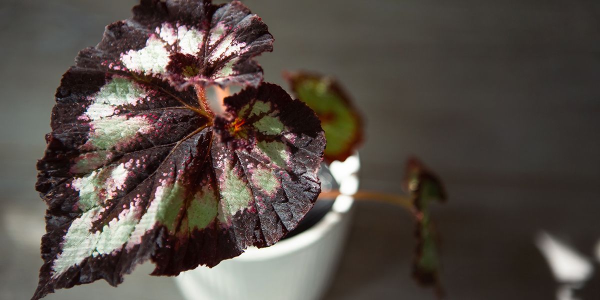 Tout savoir sur le bouturage des bégonias