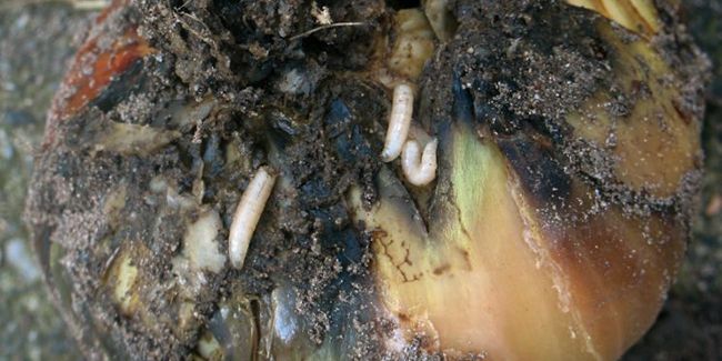 La lutte contre la mouche de l'oignon : astuces et solutions efficaces