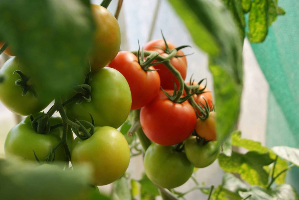 Des tomates vertes à la récolte : des méthodes éprouvées pour les faire mûrir
