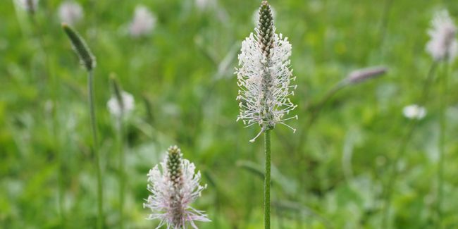 Le plantain : un remède naturel pour le bien-être respiratoire