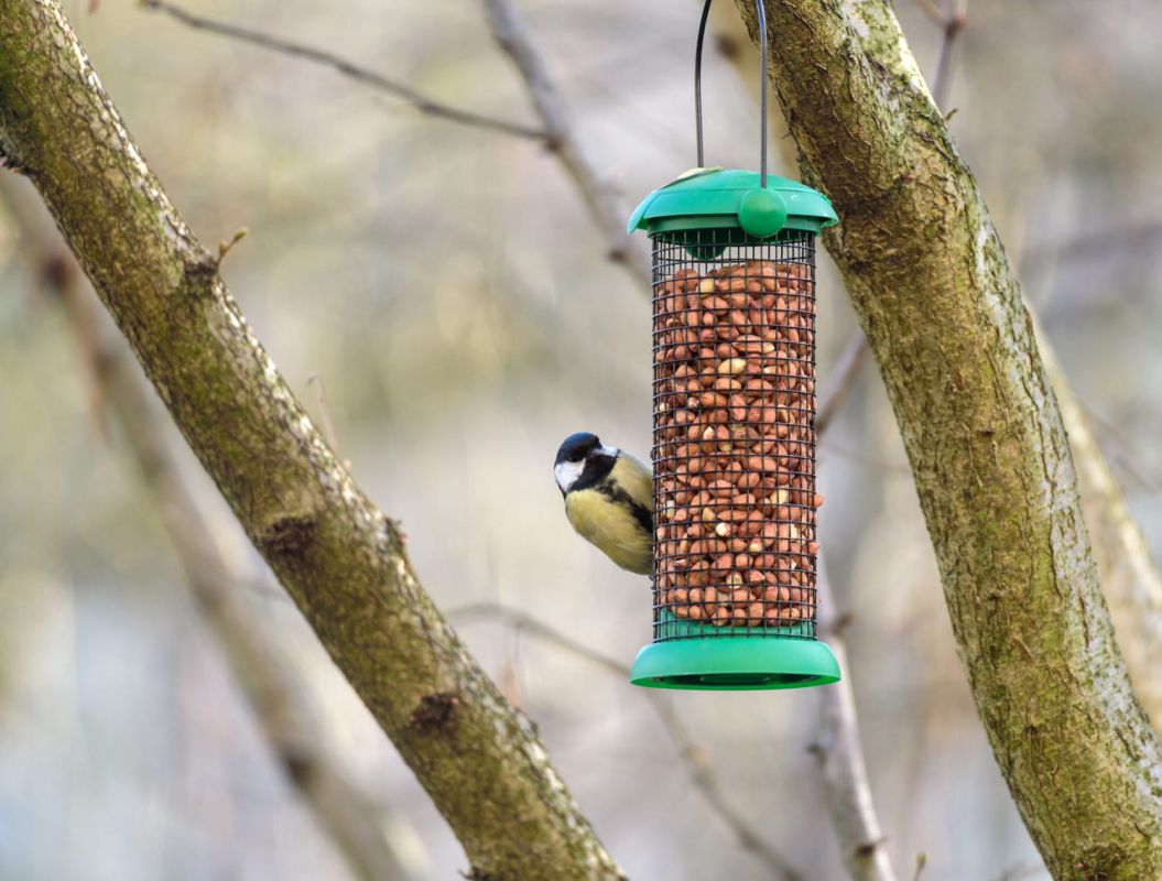 Attirez la biodiversité avec ces mangeoires pour oiseaux