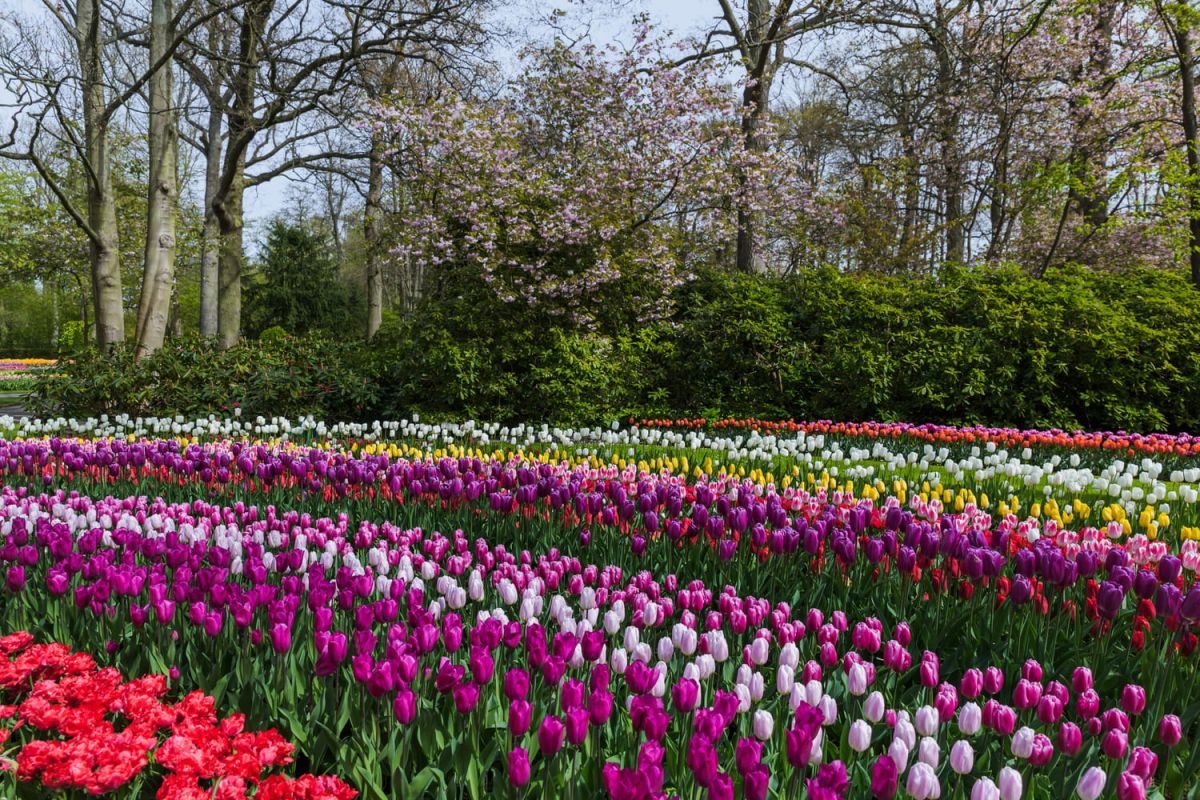 La tulipe Angélique : la star des jardins qui enchante le printemps