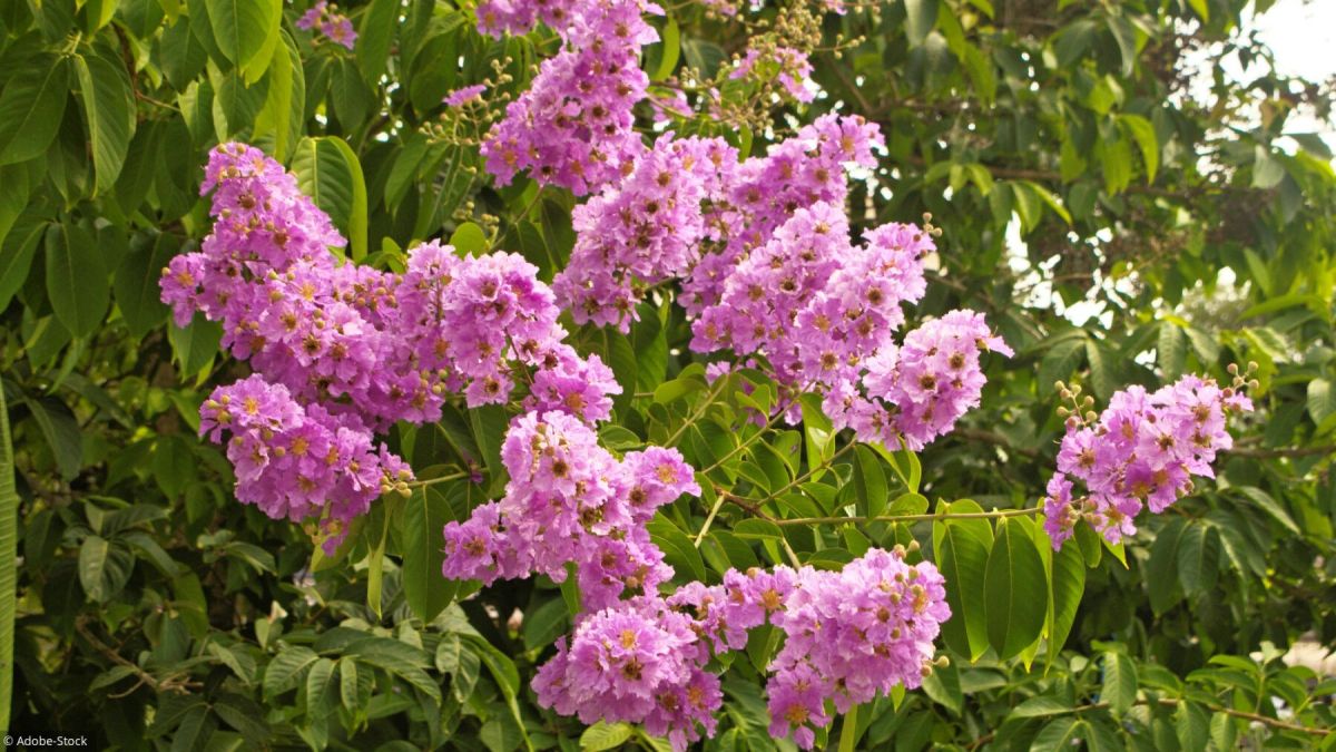 Le lilas des Indes, une explosion de beauté estivale