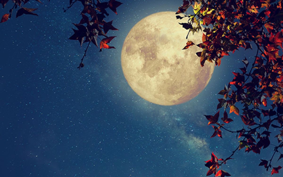 Cultivez votre jardin au rythme de la Lune : le calendrier essentiel