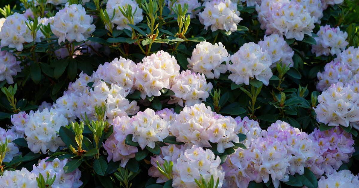 Quand planter des rhododendrons ?