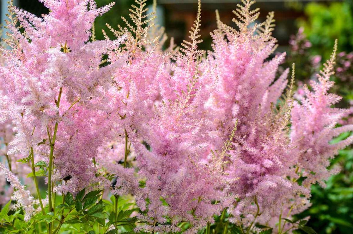 Plantez l’astilbe : une fleur colorée pour sublimer votre jardin au printemps