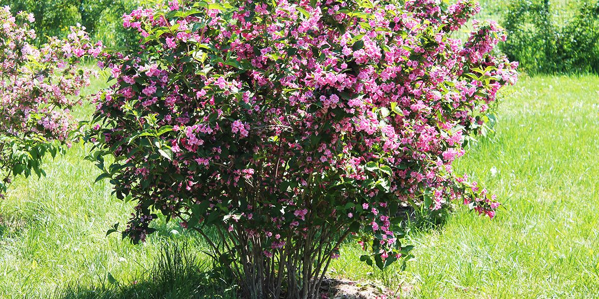 Les arbustes à fleurs qui embellissent votre jardin tout au long de l'année