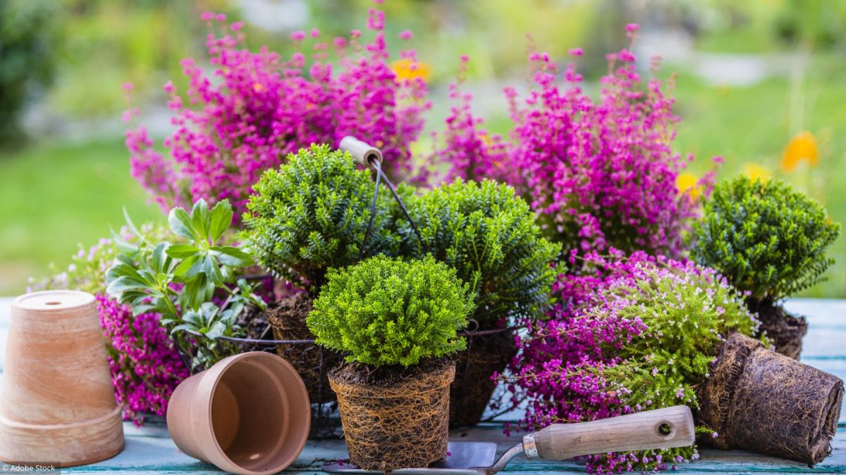 Découvrez les secrets du jardinage d'automne avec nos experts