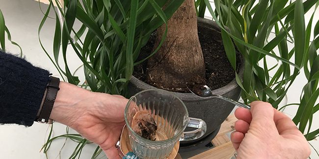 Cultiver en harmonie : les engrais naturels pour vos plantes d'intérieur