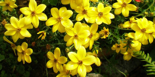 Bidens à feuille de férule : une touche dorée pour vos jardins