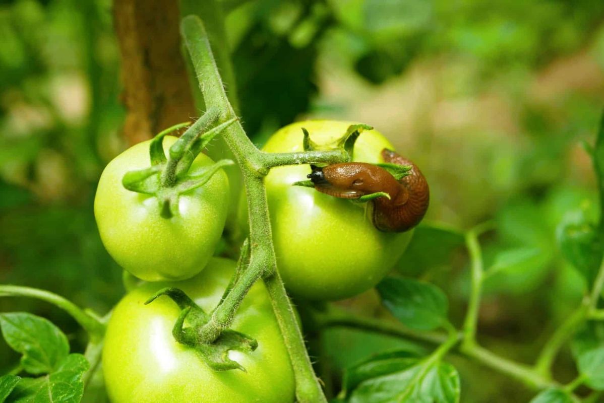 Astuce jardin : la feuille de rhubarbe, un allié inattendu contre les limaces
