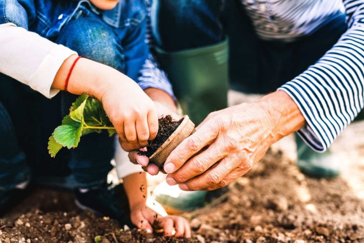les secrets d'une récolte précoce : plantez vos fraisiers en février