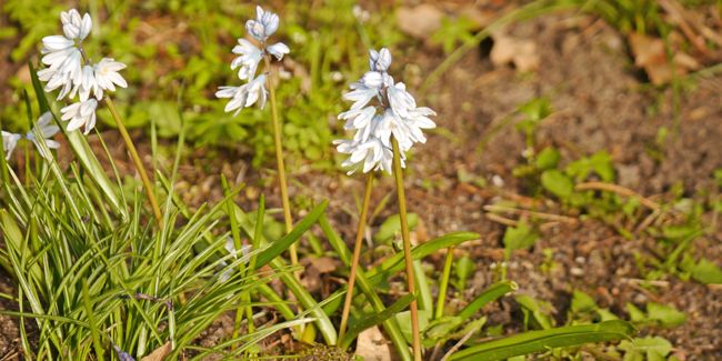 Le puschkinia : une perle printanière à découvrir