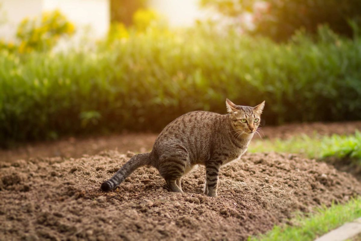 Comment deux fruits courants peuvent sauver votre jardin des chats