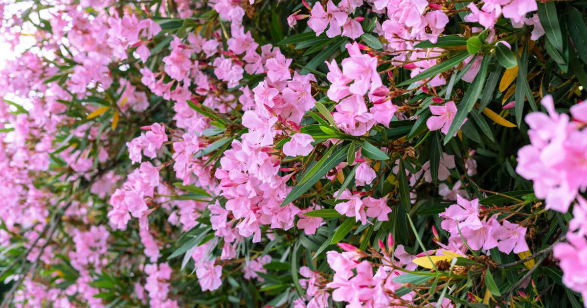 Votre laurier-rose a souffert ? Voici comment le revigorer pour l'été