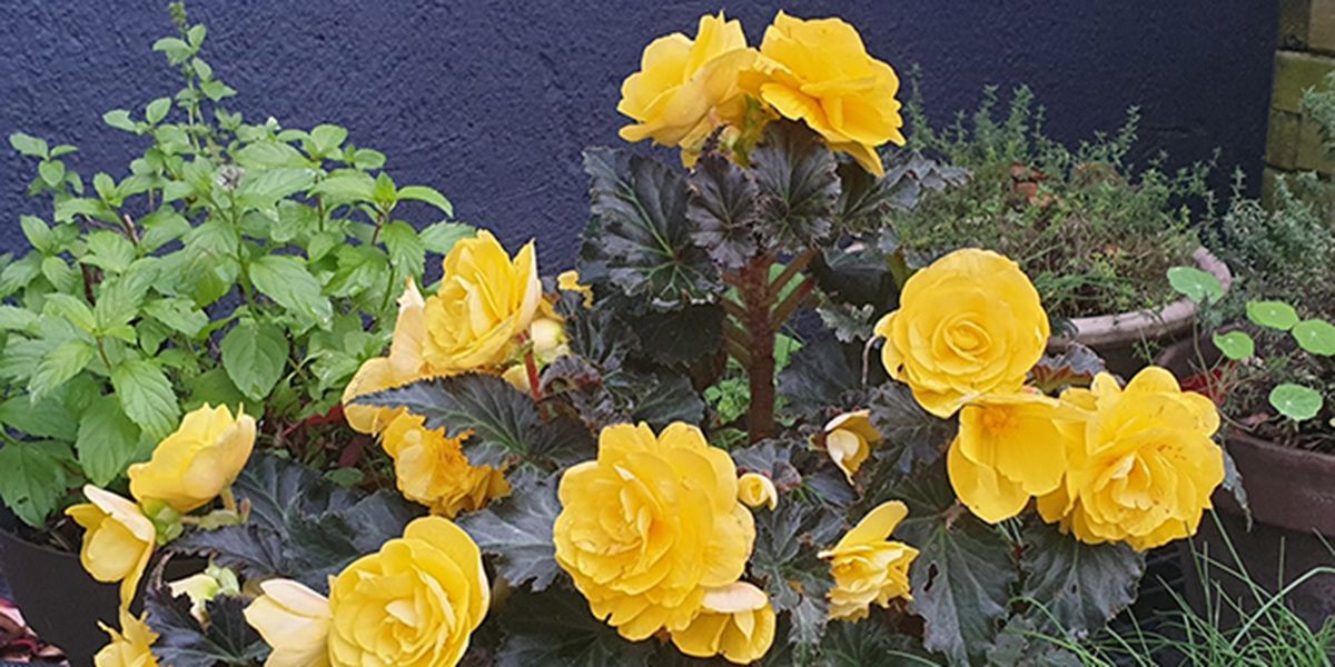 Découverte du bégonia, la plante idéale pour les espaces semi-ombragés