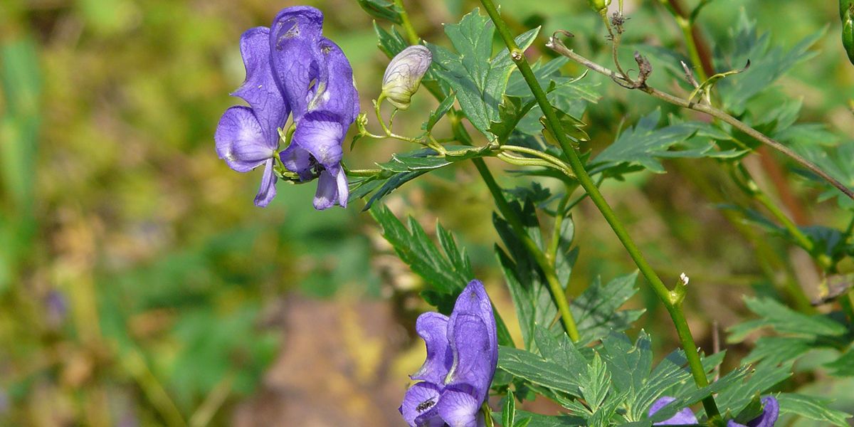 Aconit : la beauté trompeuse d'une plante toxique