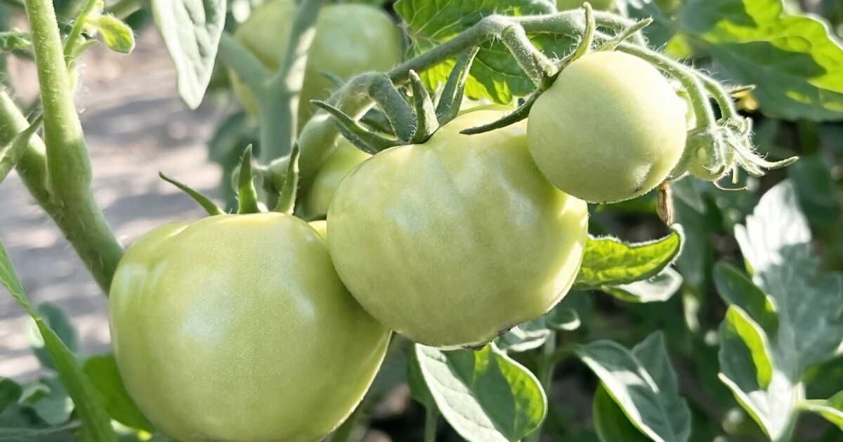 Pourquoi vos tomates ne mûrissent pas ? Les conseils d'un expert en permaculture