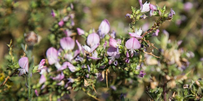 La bugrane, la solution naturelle pour les troubles urinaires