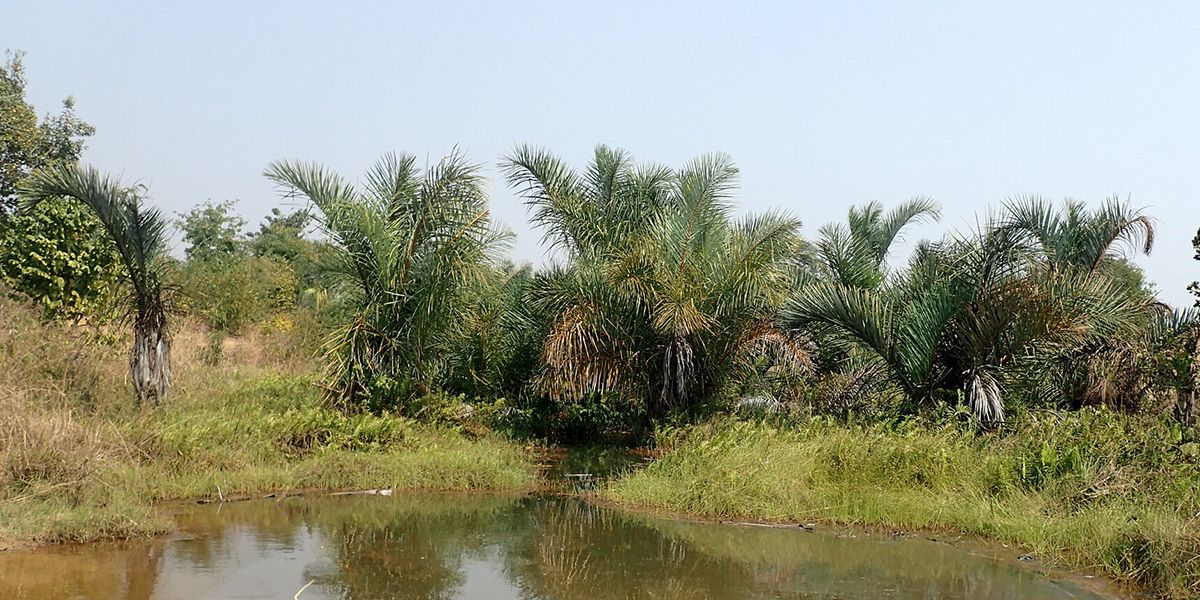 Le palmier à raphia (Raphia farinifera) ou raphia farineux
