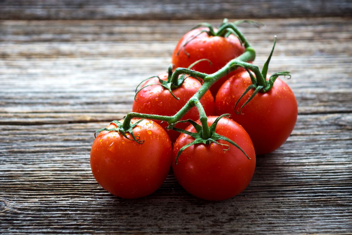La tomate du futur : plus savoureuse et écoresponsable