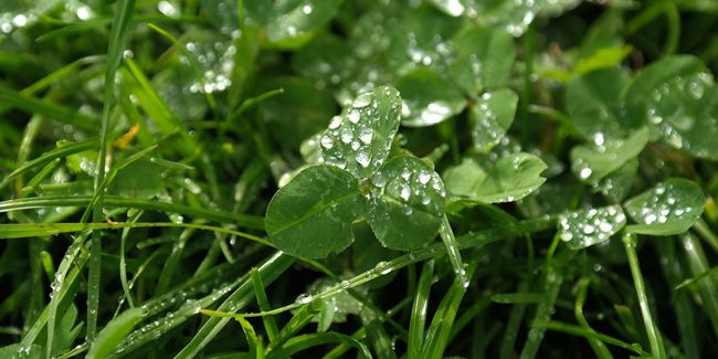 Les secrets d'un gazon verdoyant et écoresponsable