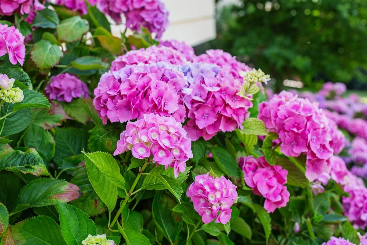 L'hortensia, un trésor fleuri : guide de plantation et d'entretien