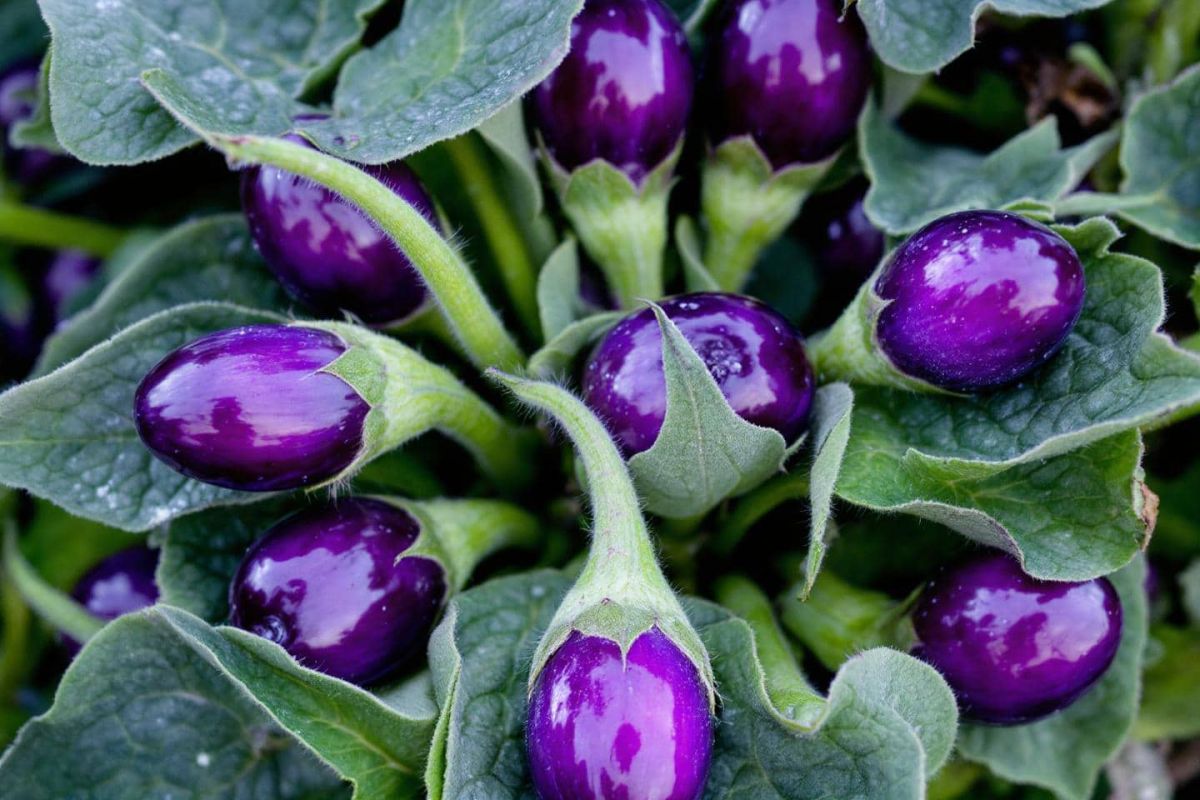 Un geste naturel pour protéger vos légumes d'été des ravageurs