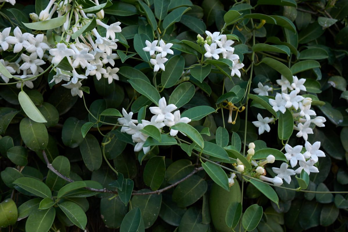 Le jasmin de Madagascar : entre beauté envoûtante et danger toxique