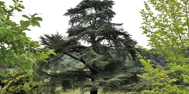 Le cèdre, symbole de grandeur et de longévité du Liban