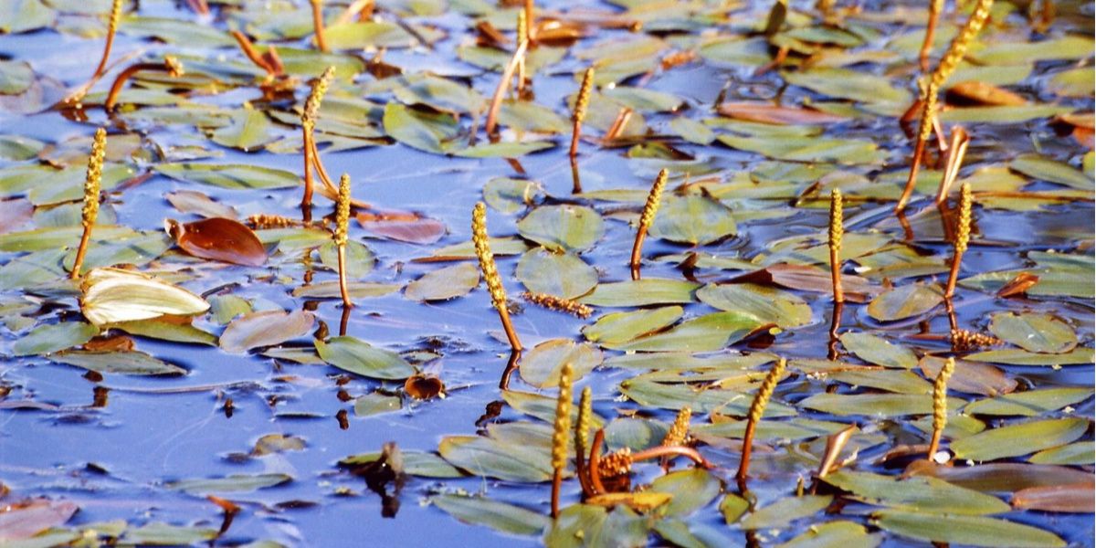 Les bienfaits du potamot nageant pour votre bassin