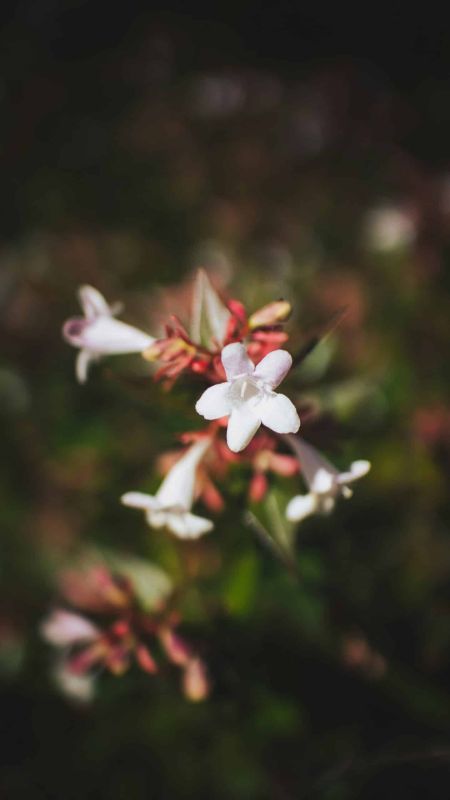 Réussir la bouture d'abélias : guide pratique pour un jardin florissant