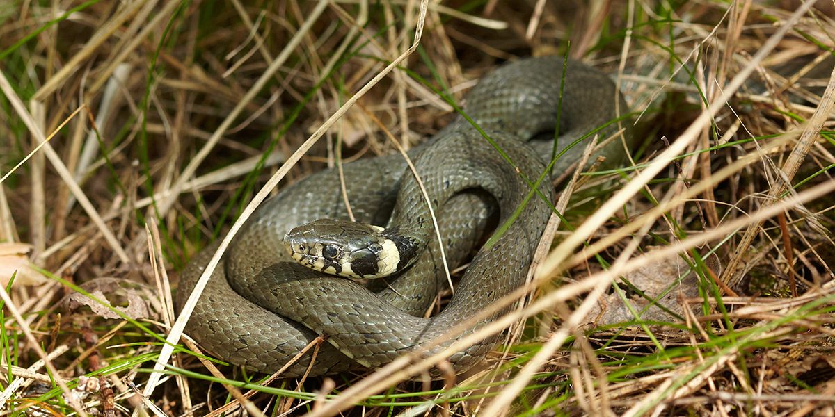 Accueillir la couleuvre dans votre jardin : un allié insoupçonné