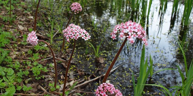 Darmera pelté : l'éclatante plante aquatique qui embellit votre jardin