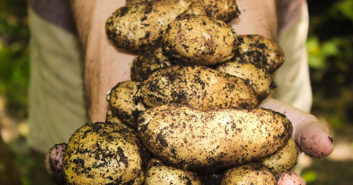 Plantez des pommes de terre pour revitaliser les sols et la biodiversité