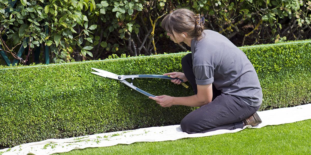 Quand et comment tailler le buis pour un jardin parfait