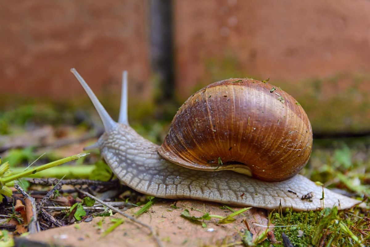 Pourquoi photographier les escargots dans votre jardin est essentiel