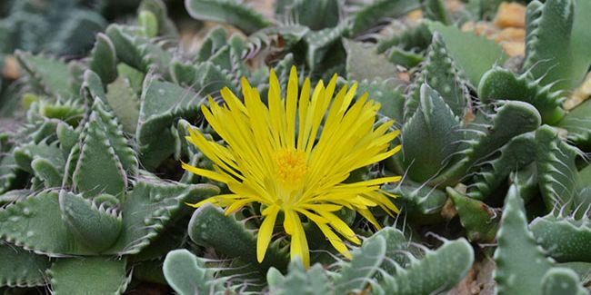 Faucaria (Faucaria tigrina), la plante émergente