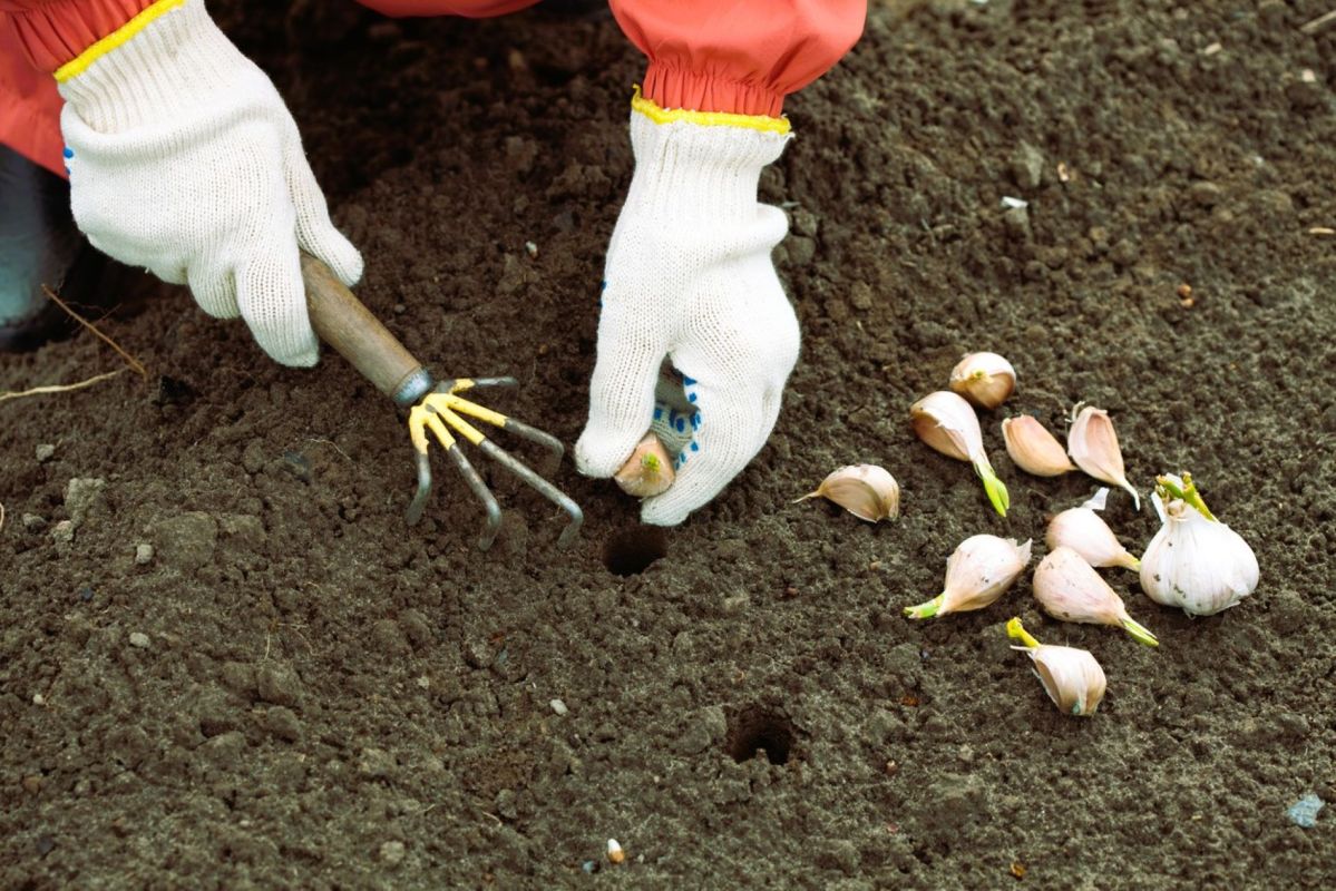 démarrez votre potager en février : 8 gestes indispensables pour un printemps florissant