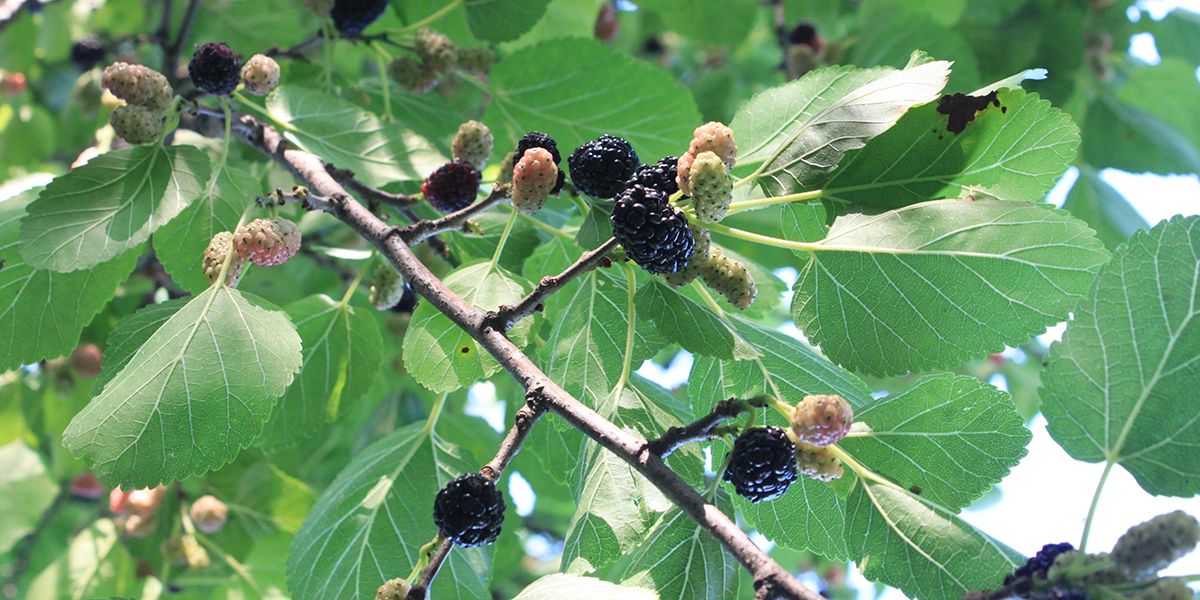 Le mûrier noir : un trésor botanique aux saveurs inoubliables