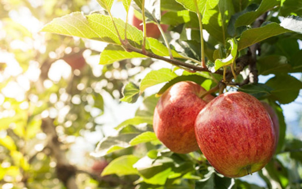 Bien choisir ses arbres fruitiers pour un jardin réussi
